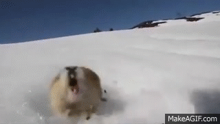 aggressive lemming